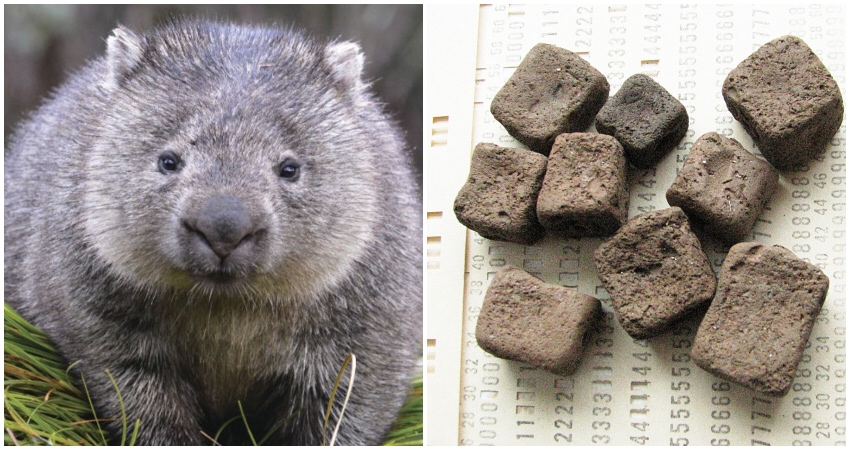 wombat picture